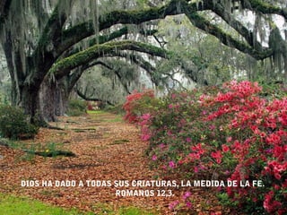 DIOS HA DADO A TODAS SUS CRIATURAS, LA MEDIDA DE LA FE.
                     ROMANOS 12,3.
 