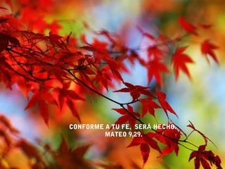 CONFORME A TU FE, SERÁ HECHO.
         MATEO 9,29.
 