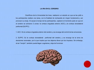 LA IRA EN EL CEREBRO
Científicos de la Universidad de Iowa, realizaron un estudio en que se les pidió a
los participantes realizar una tarea, con la finalidad de rechazarla sin ningún fundamento y así
provocar su enojo. Al causar el enojo de los participantes, captaron el momento justo en que en
el cerebro se activaron 2 zonas: la corteza cingulada anterior (ACC) y la corteza dorsolateral
prefrontal (DLPFC).
1. ACC. Es la corteza cingulada anterior del cerebro y se encarga del control de las emociones.
2. DLPFC: Es la corteza dorsolateral prefrontal del cerebro, y se encarga de la toma de
decisiones racionales, por lo que impide que nos dejemos llevar por los impulsos. Sin embargo,
al ser "enojón", también puede llegar a agotarse y deja de funcionar.
 