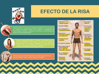 EFECTO DE LA RISA
Libera del temor y la angustia.. Contribuye a aplacar la ira. Contribuye a
un cambio de actitud mental que favorece la disminución de
enfermedades. Favorece la digestión al aumentar las contracciones de
todos los músculos abdominales.
Facilita la evacuación debido al “masaje” que produce sobre las
vísceras. Aumenta el ritmo cardíaco y el pulso y, al estimular la
liberación de las hormonas “endorfinas”, permite que éstas
cumplan una de sus importantes funciones, como es la de
mantener la elasticidad de las arterias coronarias.
Disminuye la presencia del colesterol en la sangre pues equivale a un
ejercicio aeróbico. Ayuda a reducir la glucosa en sangre.
 