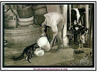 Du lait encore chaud pour le chat 