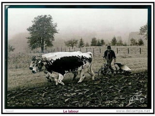 Le labour 