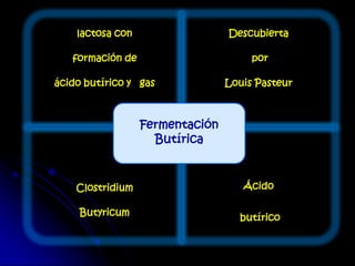 lactosa con
formación de
ácido butírico y gas
Descubierta
por
Louis Pasteur
Clostridium
Butyricum
Ácido
butírico
Fermentación
Butírica
 