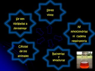 Células
de los
animales
Se ven
obligadas a
fermentar
Bacterias
y
levaduras
Ni
mitocondrias
ni cadena
respiratoria
Seres
vivos
 
