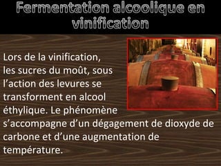 Lors de la vinification, les sucres du moût, sous l’action des levures se transforment en alcool éthylique. Le phénomène s’accompagne d’un dégagement de dioxyde de carbone et d’une augmentation de température. 