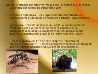 Los más afectados por esta enfermedad son los humanos y los monos. 
Las principales formas de transmisión son: 
• Silvestre o esporádica: Tiene lugar en los bosques tropicales. 
Causada por la picadura de un mosquito portador. Poco frecuente. 
• Intermedia: Típica de las sabanas húmedas o semihúmedas de 
África. Da lugar a varios casos de manera simultánea, en 
poblaciones separadas. Causa pocas muertes, aunque puede 
generar la epidemia más grave, la de Fiebre Amarilla Urbana. 
• Urbana o epidémica: En este caso el agente transmisor (El 
mosquito AEDES AEGYPTI) se encuentra entre personas en zonas de 
alta densidad de población, lo cual genera una epidemia. 
 