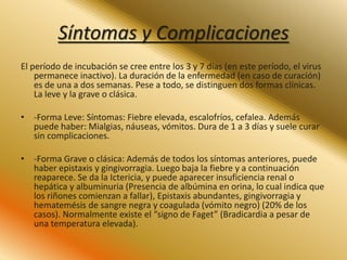 Síntomas y Complicaciones 
El período de incubación se cree entre los 3 y 7 días (en este período, el virus 
permanece inactivo). La duración de la enfermedad (en caso de curación) 
es de una a dos semanas. Pese a todo, se distinguen dos formas clínicas. 
La leve y la grave o clásica. 
• -Forma Leve: Síntomas: Fiebre elevada, escalofríos, cefalea. Además 
puede haber: Mialgias, náuseas, vómitos. Dura de 1 a 3 días y suele curar 
sin complicaciones. 
• -Forma Grave o clásica: Además de todos los síntomas anteriores, puede 
haber epistaxis y gingivorragia. Luego baja la fiebre y a continuación 
reaparece. Se da la Ictericia, y puede aparecer insuficiencia renal o 
hepática y albuminuria (Presencia de albúmina en orina, lo cual indica que 
los riñones comienzan a fallar), Epistaxis abundantes, gingivorragia y 
hematemésis de sangre negra y coagulada (vómito negro) (20% de los 
casos). Normalmente existe el “signo de Faget” (Bradicardia a pesar de 
una temperatura elevada). 
 