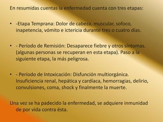 En resumidas cuentas la enfermedad cuenta con tres etapas: 
• -Etapa Temprana: Dolor de cabeza, muscular, sofoco, 
inapetencia, vómito e ictericia durante tres o cuatro días. 
• - Período de Remisión: Desaparece fiebre y otros síntomas. 
(algunas personas se recuperan en esta etapa). Paso a la 
siguiente etapa, la más peligrosa. 
• - Período de Intoxicación: Disfunción multiorgánica. 
Insuficiencia renal, hepática y cardíaca, hemorragias, delirio, 
convulsiones, coma, shock y finalmente la muerte. 
Una vez se ha padecido la enfermedad, se adquiere inmunidad 
de por vida contra ésta. 
 