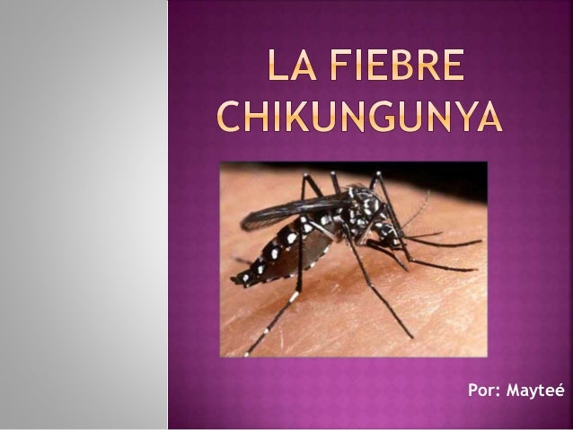 Resultado de imagen para FIEBRE CHIKUNGUNYA