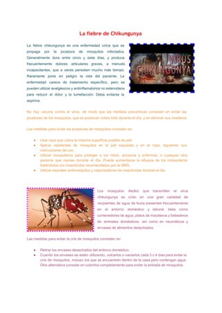 La fiebre de Chikungunya
 
La fiebre chikungunya es una enfermedad vírica que se                 
propaga por la picadura de mosquitos infectados.             
Generalmente dura entre cinco y siete días, y produce                 
frecuentemente dolores articulares graves, a menudo           
incapacitantes, que a veces persisten mucho más tiempo.               
Raramente pone en peligro la vida del paciente. La                 
enfermedad carece de tratamiento específico, pero se             
pueden utilizar analgésicos y antiinflamatorios no esteroideos             
para reducir el dolor y la tumefacción. Debe evitarse la                   
aspirina. 
No hay vacuna contra el virus, de modo que las medidas preventivas consisten en evitar las                               
picaduras de los mosquitos, que se producen sobre todo durante el día, y en eliminar sus criaderos. 
Las medidas para evitar las picaduras de mosquitos consisten en: 
● Usar ropa que cubra la máxima superficie posible de piel, 
● Aplicar repelentes de mosquitos en la piel expuesta y en la ropa, siguiendo sus                           
instrucciones de uso, 
● Utilizar mosquiteros para proteger a los niños, ancianos y enfermos, o cualquier otra                         
persona que repose durante el día. Puede aumentarse la eficacia de los mosquiteros                         
tratándolos con insecticidas recomendados por la OMS, 
● Utilizar espirales antimosquitos y vaporizadores de insecticidas durante el día. 
 
Los mosquitos ​Aedes que transmiten el virus             
chikungunya se crían en una gran variedad de               
recipientes de agua de lluvia presentes frecuentemente             
en el entorno doméstico y laboral, tales como               
contenedores de agua, platos de maceteros y bebederos               
de animales domésticos, así como en neumáticos y               
envases de alimentos desechados. 
Las medidas para evitar la cría de mosquitos consisten en: 
● Retirar los envases desechados del entorno doméstico, 
● Cuando los envases se estén utilizando, volcarlos o vaciarlos cada 3 o 4 días para evitar la                                 
cría de mosquitos, incluso los que se encuentren dentro de la casa pero contengan agua.                             
Otra alternativa consiste en cubrirlos completamente para evitar la entrada de mosquitos. 
 
 