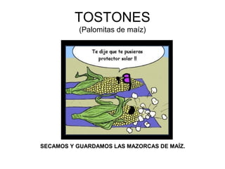 TOSTONES
(Palomitas de maíz)
SECAMOS Y GUARDAMOS LAS MAZORCAS DE MAÍZ.