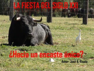 LA FIESTA DEL SIGLO XXI<br />¿Hacia un encaste único?<br />Autor: José A. Risoto<br />