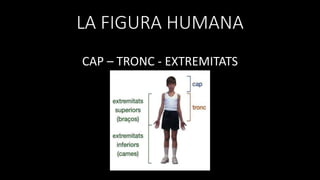 LA FIGURA HUMANA
CAP – TRONC - EXTREMITATS
 