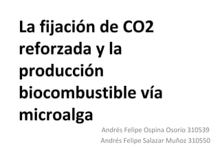 La fijación de CO2
reforzada y la
producción
biocombustible vía
microalga
          Andrés Felipe Ospina Osorio 310539
          Andrés Felipe Salazar Muñoz 310550
 