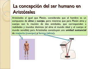 La concepción del ser humano en
Aristóteles
Aristóteles al igual que Platón, consideraba que el hombre es un
compuesto de alma y cuerpo, pero mientras que para Platón alma y
cuerpo son la reunión de dos entidades, que corresponden a
realidades y mundos distintos (el alma al mundo ideal y el cuerpo al
mundo sensible) para Aristóteles constituyen una unidad sustancial
de materia (cuerpo) y forma (alma).
 