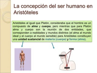 La concepción del ser humano enLa concepción del ser humano en
AristótelesAristóteles
Aristóteles al igual que Platón, consideraba que el hombre es un
compuesto de alma y cuerpo, pero mientras que para Platón alma y
cuerpo son la reunión de dos entidades, que corresponden a
realidades y mundos distintos (el alma al mundo ideal y el cuerpo al
mundo sensible) para Aristóteles constituyen una unidad sustancial
de materia (cuerpo) y forma (alma).
 