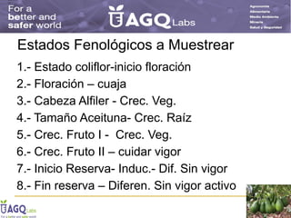 LA FISIOLOGIA DEL AGUACATE Y SU NUTRICION.pdf