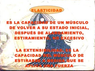 ELASTICIDAD  ES LA CAPACIDAD DE UN MÚSCULO DE VOLVER A SU ESTADO INICIAL, DESPUÉS DE ALARGAMIENTO, ESTIRAMIENTO, NO EXCESIVO LA EXTENSIBILIDAD, ES LA CAPACIDAD DEL MÚSCULO DE ESTIRARSE A MEDIDA QUE SE APLICA UNA FUERZA 