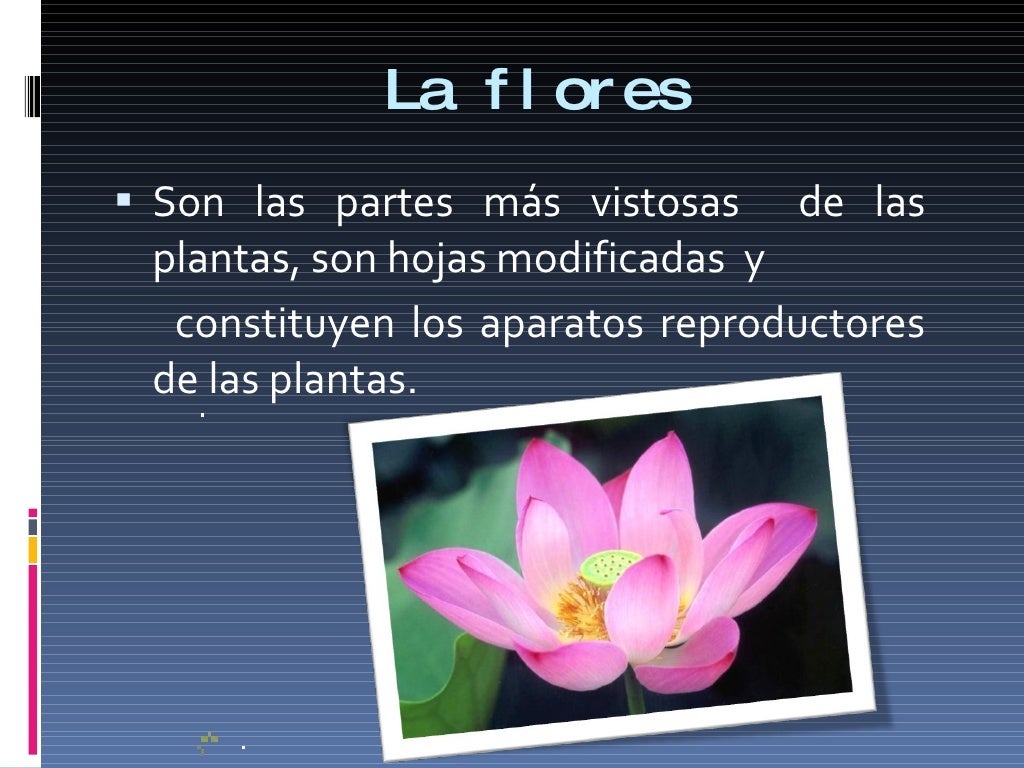 La flor...