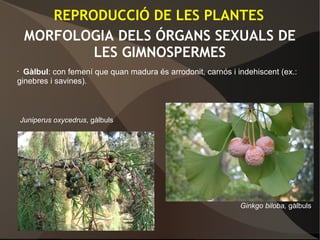 MORFOLOGIA DELS ÓRGANS SEXUALS DE
LES GIMNOSPERMES
• Gàlbul: con femení que quan madura és arrodonit, carnós i indehiscent (ex.:
ginebres i savines).
REPRODUCCIÓ DE LES PLANTES
Ginkgo biloba, gàlbuls
Juniperus oxycedrus, gàlbuls
 