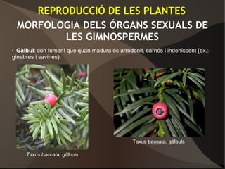 MORFOLOGIA DELS ÓRGANS SEXUALS DE
LES GIMNOSPERMES
• Gàlbul: con femení que quan madura és arrodonit, carnós i indehiscent (ex.:
ginebres i savines).
REPRODUCCIÓ DE LES PLANTES
Taxus baccata, gàlbuls
Taxus baccata, gàlbuls
 