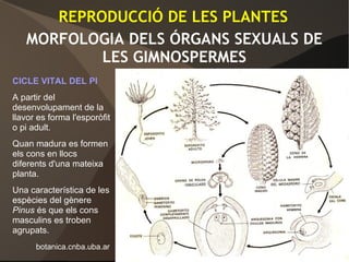 MORFOLOGIA DELS ÓRGANS SEXUALS DE
LES GIMNOSPERMES
CICLE VITAL DEL PI
A partir del
desenvolupament de la
llavor es forma l'esporòfit
o pi adult.
Quan madura es formen
els cons en llocs
diferents d'una mateixa
planta.
Una característica de les
espècies del gènere
Pinus és que els cons
masculins es troben
agrupats.
botanica.cnba.uba.ar
REPRODUCCIÓ DE LES PLANTES
 