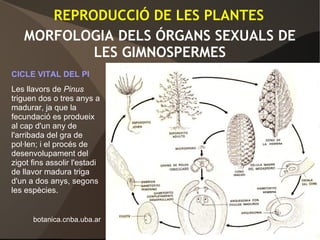 MORFOLOGIA DELS ÓRGANS SEXUALS DE
LES GIMNOSPERMES
CICLE VITAL DEL PI
Les llavors de Pinus
triguen dos o tres anys a
madurar, ja que la
fecundació es produeix
al cap d'un any de
l'arribada del gra de
pol·len; i el procés de
desenvolupament del
zigot fins assolir l'estadi
de llavor madura triga
d'un a dos anys, segons
les espècies.
botanica.cnba.uba.ar
REPRODUCCIÓ DE LES PLANTES
 