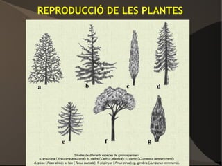 REPRODUCCIÓ DE LES PLANTES
 
