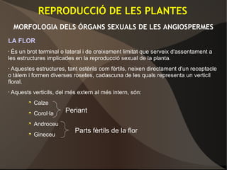 LA FLOR
• És un brot terminal o lateral i de creixement limitat que serveix d'assentament a
les estructures implicades en la reproducció sexual de la planta.
• Aquestes estructures, tant estèrils com fèrtils, neixen directament d'un receptacle
o tàlem i formen diverses rosetes, cadascuna de les quals representa un verticil
floral.
• Aquests verticils, del més extern al més intern, són:
Calze
Corol·la
Androceu
Gineceu
REPRODUCCIÓ DE LES PLANTES
MORFOLOGIA DELS ÓRGANS SEXUALS DE LES ANGIOSPERMES
Periant
Parts fèrtils de la flor
 