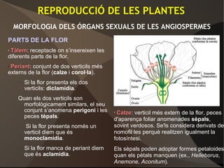PARTS DE LA FLOR
• TàlemTàlem: receptacle on s’insereixen les
diferents parts de la flor.
• PeriantPeriant: conjunt de dos verticils més
externs de la flor (calze i corol·la).
– Si la flor presenta els dos
verticils: diclamídia.
Quan els dos verticils son
morfològicament similars, el seu
conjunt s’anomena perigoni i les
peces tèpals.
– Si la flor presenta només un
verticil diem que és
monoclamídia.
– Si la flor manca de periant diem
que és aclamídia.
REPRODUCCIÓ DE LES PLANTES
MORFOLOGIA DELS ÓRGANS SEXUALS DE LES ANGIOSPERMES
• CalzeCalze: verticil més extern de la flor, peces
d'aparença foliar anomenades sèpals,
sovint verdosos. Se'ls considera derivats de
nomofil·les perquè realitzen igualment la
fotosíntesi.
Els sèpals poden adoptar formes petaloides
quan els pètals manquen (ex., Helleborus,
Anemone, Aconitum).
 
