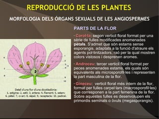 PARTS DE LA FLOR
• Corol·laCorol·la: segon verticil floral format per una
sèrie de fulles modificades anomenades
pètals. S'admet que són estams sense
esporangis. adaptats a la funció d'atraure els
agents pol·linitzadors, raó per la qual mostren
colors vistosos i desprenen aromes.
• AndroceuAndroceu: tercer verticil floral format per
peces anomenades estams, els quals són
equivalents als microsporofil·les i representen
la part masculina de la flor.
• GineceuGineceu: verticil floral més intern de la flor,
format per fulles carpel·lars (macrosporofil·les)
que corresponen a la part femenina de la flor.
Sobre aquestes fulles es desenvolupen els
primordis seminals o òvuls (megasporangis).
REPRODUCCIÓ DE LES PLANTES
MORFOLOGIA DELS ÓRGANS SEXUALS DE LES ANGIOSPERMES
 