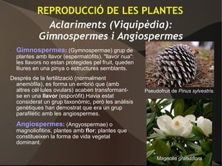 Aclariments (Viquipèdia):
Gimnospermes i Angiospermes
– Gimnospermes: (Gymnospermae) grup de
plantes amb llavor (espermatòfits). "llavor nua":
les llavors no estan protegides pel fruit, queden
lliures en una pinya o estructures semblants.
Després de la fertilització (normalment
anemòfila), es forma un embrió que (amb
altres cèl·lules ovulars) acaben transformant-
se en una llavor (esporòfit).Havia estat
considerat un grup taxonòmic, però les anàlisis
genètiques han demostrat que era un grup
parafilètic amb les angiospermes.
– Angiospermes: (Angyospermae) o
magnoliofitins, plantes amb florflor; plantes que
constitueixen la forma de vida vegetal
dominant.
Pseudofruit de Pinus sylvestris.
Magnolia grandiflora.
REPRODUCCIÓ DE LES PLANTES
 