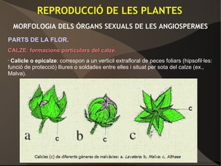 PARTS DE LA FLOR.
CALZE: formacions particulars del calze.CALZE: formacions particulars del calze.
• Calicle o epicalze: correspon a un verticil extrafloral de peces foliars (hipsofil·les:
funció de protecció) lliures o soldades entre elles i situat per sota del calze (ex.,
Malva).
REPRODUCCIÓ DE LES PLANTES
MORFOLOGIA DELS ÓRGANS SEXUALS DE LES ANGIOSPERMES
 