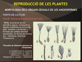 • Vil·là: anomenat també
plomall o papus, correspon a
sèpals modificats en forma de
pèls, simples o ramificats o
formats per petites làmines
escarioses, en forma de corona
(ex., Valeriana, Sonchus,
Taraxacum).
Plomalls de diferents gèneres de
compostes:
a, Urospermum; b, Lactuca;
c, Hypochoeris; d, Tolpis; e,
Doronicum; f, Hyoseris; g,
Hedypnois; h, Leuzea; i, Helianthus
REPRODUCCIÓ DE LES PLANTES
MORFOLOGIA DELS ÓRGANS SEXUALS DE LES ANGIOSPERMES
PARTS DE LA FLOR.
CALZE: formacions particulars del calze.CALZE: formacions particulars del calze.
 