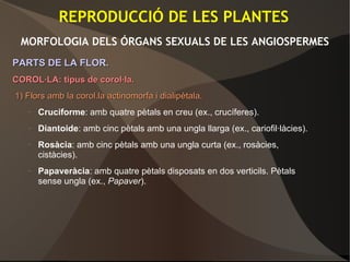 REPRODUCCIÓ DE LES PLANTES
MORFOLOGIA DELS ÓRGANS SEXUALS DE LES ANGIOSPERMES
PARTS DE LA FLOR.PARTS DE LA FLOR.
COROL·LA: tipus de corol·la.COROL·LA: tipus de corol·la.
1) Flors amb la corol.la actinomorfa i dialipètala.1) Flors amb la corol.la actinomorfa i dialipètala.
– Cruciforme: amb quatre pètals en creu (ex., crucíferes).
– Diantoide: amb cinc pètals amb una ungla llarga (ex., cariofil·làcies).
– Rosàcia: amb cinc pètals amb una ungla curta (ex., rosàcies,
cistàcies).
– Papaveràcia: amb quatre pètals disposats en dos verticils. Pètals
sense ungla (ex., Papaver).
 
