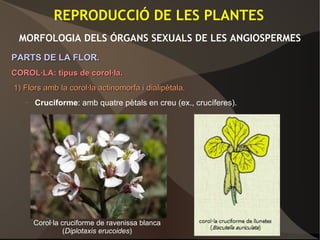 REPRODUCCIÓ DE LES PLANTES
MORFOLOGIA DELS ÓRGANS SEXUALS DE LES ANGIOSPERMES
PARTS DE LA FLOR.PARTS DE LA FLOR.
COROL·LA: tipus de corol·la.COROL·LA: tipus de corol·la.
1) Flors amb la corol·la actinomorfa i dialipètala.1) Flors amb la corol·la actinomorfa i dialipètala.
– Cruciforme: amb quatre pètals en creu (ex., crucíferes).
Corol·la cruciforme de ravenissa blanca
(Diplotaxis erucoides)
 