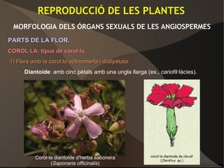 REPRODUCCIÓ DE LES PLANTES
MORFOLOGIA DELS ÓRGANS SEXUALS DE LES ANGIOSPERMES
PARTS DE LA FLOR.PARTS DE LA FLOR.
COROL·LA: tipus de corol·la.COROL·LA: tipus de corol·la.
1) Flors amb la corol.la actinomorfa i dialipètala.1) Flors amb la corol.la actinomorfa i dialipètala.
– Diantoide: amb cinc pètals amb una ungla llarga (ex., cariofil·làcies).
Corol·la diantoide d'herba sabonera
(Saponaria officinalis)
 