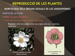 REPRODUCCIÓ DE LES PLANTES
MORFOLOGIA DELS ÓRGANS SEXUALS DE LES ANGIOSPERMES
PARTS DE LA FLOR.PARTS DE LA FLOR.
COROL·LA: tipus de corol·la.COROL·LA: tipus de corol·la.
1) Flors amb la corol·la actinomorfa i dialipètala.1) Flors amb la corol·la actinomorfa i dialipètala.
– Rosàcia: amb cinc pètals amb una ungla curta (ex., rosàcies,
cistàcies).
Corol·la rosàcia de roser
(Rosa canina)
 