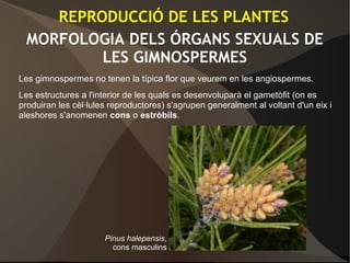MORFOLOGIA DELS ÓRGANS SEXUALS DE
LES GIMNOSPERMES
Les gimnospermes no tenen la típica flor que veurem en les angiospermes.
Les estructures a l'interior de les quals es desenvoluparà el gametòfit (on es
produiran les cèl·lules reproductores) s'agrupen generalment al voltant d'un eix i
aleshores s'anomenen cons o estròbils.
Pinus halepensis,
cons masculins
REPRODUCCIÓ DE LES PLANTES
 
