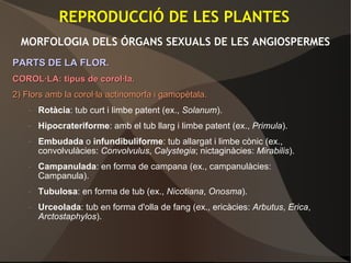 REPRODUCCIÓ DE LES PLANTES
MORFOLOGIA DELS ÓRGANS SEXUALS DE LES ANGIOSPERMES
PARTS DE LA FLOR.PARTS DE LA FLOR.
COROL·LA: tipus de corol·la.COROL·LA: tipus de corol·la.
2) Flors amb la corol·la actinomorfa i gamopètala.2) Flors amb la corol·la actinomorfa i gamopètala.
– Rotàcia: tub curt i limbe patent (ex., Solanum).
– Hipocrateriforme: amb el tub llarg i limbe patent (ex., Primula).
– Embudada o infundibuliforme: tub allargat i limbe cònic (ex.,
convolvulàcies: Convolvulus, Calystegia; nictaginàcies: Mirabilis).
– Campanulada: en forma de campana (ex., campanulàcies:
Campanula).
– Tubulosa: en forma de tub (ex., Nicotiana, Onosma).
– Urceolada: tub en forma d'olla de fang (ex., ericàcies: Arbutus, Erica,
Arctostaphylos).
 
