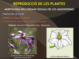 REPRODUCCIÓ DE LES PLANTES
MORFOLOGIA DELS ÓRGANS SEXUALS DE LES ANGIOSPERMES
PARTS DE LA FLOR.PARTS DE LA FLOR.
COROL·LA: tipus de corol·la.COROL·LA: tipus de corol·la.
2) Flors amb la corol·la actinomorfa i gamopètala.2) Flors amb la corol·la actinomorfa i gamopètala.
– Rotàcia: tub curt i limbe patent (ex., Solanum).
Corol·la rotàcia de dolçamara
(Solanum dulcamara)
 