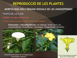 REPRODUCCIÓ DE LES PLANTES
MORFOLOGIA DELS ÓRGANS SEXUALS DE LES ANGIOSPERMES
PARTS DE LA FLOR.PARTS DE LA FLOR.
COROL·LA: tipus de corol·la.COROL·LA: tipus de corol·la.
2) Flors amb la corol·la actinomorfa i gamopètala.2) Flors amb la corol·la actinomorfa i gamopètala.
– Embudada o infundibuliforme: tub allargat i limbe cònic (ex.,
convolvulàcies: Convolvulus, Calystegia; nictaginàcies: Mirabilis).
Corol·la embudada de corretjola gran
(Calystegia sepium)
 