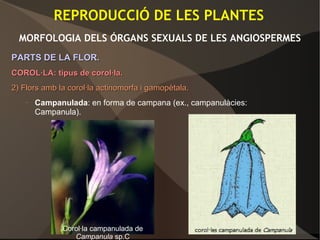 REPRODUCCIÓ DE LES PLANTES
MORFOLOGIA DELS ÓRGANS SEXUALS DE LES ANGIOSPERMES
PARTS DE LA FLOR.PARTS DE LA FLOR.
COROL·LA: tipus de corol·la.COROL·LA: tipus de corol·la.
2) Flors amb la corol·la actinomorfa i gamopètala.2) Flors amb la corol·la actinomorfa i gamopètala.
– Campanulada: en forma de campana (ex., campanulàcies:
Campanula).
Corol·la campanulada de
Campanula sp.C
 