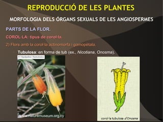 REPRODUCCIÓ DE LES PLANTES
MORFOLOGIA DELS ÓRGANS SEXUALS DE LES ANGIOSPERMES
PARTS DE LA FLOR.PARTS DE LA FLOR.
COROL·LA: tipus de corol·la.COROL·LA: tipus de corol·la.
2) Flors amb la corol·la actinomorfa i gamopètala.2) Flors amb la corol·la actinomorfa i gamopètala.
– Tubulosa: en forma de tub (ex., Nicotiana, Onosma).
www.naturemuseum.org.cy
 