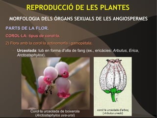 REPRODUCCIÓ DE LES PLANTES
MORFOLOGIA DELS ÓRGANS SEXUALS DE LES ANGIOSPERMES
PARTS DE LA FLOR.PARTS DE LA FLOR.
COROL·LA: tipus de corol·la.COROL·LA: tipus de corol·la.
2) Flors amb la corol·la actinomorfa i gamopètala.2) Flors amb la corol·la actinomorfa i gamopètala.
– Urceolada: tub en forma d'olla de fang (ex., ericàcies: Arbutus, Erica,
Arctostaphylos).
Corol·la urceolada de boixerola
(Arctostaphylos uva-ursi)
 