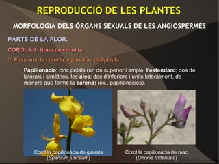 REPRODUCCIÓ DE LES PLANTES
MORFOLOGIA DELS ÓRGANS SEXUALS DE LES ANGIOSPERMES
PARTS DE LA FLOR.PARTS DE LA FLOR.
COROL·LA: tipus de corol·la.COROL·LA: tipus de corol·la.
3)3) Flors amb la corol·la zigomorfa i dialipètala.Flors amb la corol·la zigomorfa i dialipètala.
– Papilionàcia: cinc pètals (un de superior i ample, l'estendard; dos de
laterals i simètrics, les ales; dos d'inferiors i units lateralment, de
manera que forme la carena) (ex., papilionàcies).
Corol·la papilionàcia de ginesta
(Spartium junceum)
Corol·la papilionàcia de ruac
(Ononis tridentata)
 