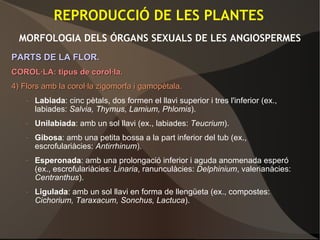 REPRODUCCIÓ DE LES PLANTES
MORFOLOGIA DELS ÓRGANS SEXUALS DE LES ANGIOSPERMES
PARTS DE LA FLOR.PARTS DE LA FLOR.
COROL·LA: tipus de corol·la.COROL·LA: tipus de corol·la.
4)4) Flors amb la corol·la zigomorfa i gamopètala.Flors amb la corol·la zigomorfa i gamopètala.
– Labiada: cinc pètals, dos formen el llavi superior i tres l'inferior (ex.,
labiades: Salvia, Thymus, Lamium, Phlomis).
– Unilabiada: amb un sol llavi (ex., labiades: Teucrium).
– Gibosa: amb una petita bossa a la part inferior del tub (ex.,
escrofulariàcies: Antirrhinum).
– Esperonada: amb una prolongació inferior i aguda anomenada esperó
(ex., escrofulariàcies: Linaria, ranunculàcies: Delphinium, valerianàcies:
Centranthus).
– Ligulada: amb un sol llavi en forma de llengüeta (ex., compostes:
Cichorium, Taraxacum, Sonchus, Lactuca).
 