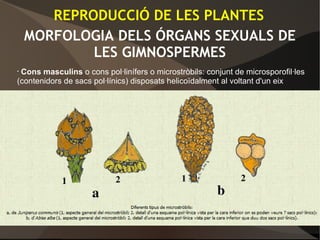 MORFOLOGIA DELS ÓRGANS SEXUALS DE
LES GIMNOSPERMES
• Cons masculins o cons pol·linífers o microstròbils: conjunt de microsporofil·les
(contenidors de sacs pol·línics) disposats helicoïdalment al voltant d'un eix
REPRODUCCIÓ DE LES PLANTES
 
