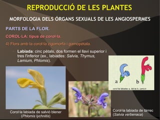 REPRODUCCIÓ DE LES PLANTES
MORFOLOGIA DELS ÓRGANS SEXUALS DE LES ANGIOSPERMES
PARTS DE LA FLOR.PARTS DE LA FLOR.
COROL·LA: tipus de corol·la.COROL·LA: tipus de corol·la.
4)4) Flors amb la corol·la zigomorfa i gamopètala.Flors amb la corol·la zigomorfa i gamopètala.
– Labiada: cinc pètals, dos formen el llavi superior i
tres l'inferior (ex., labiades: Salvia, Thymus,
Lamium, Phlomis).
Corol·la labiada de salvió blener
(Phlomis lychnitis)
Corol·la labiada de tàrrec
(Salvia verbenaca)
 