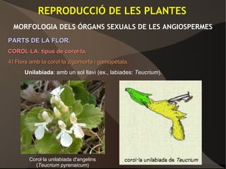 REPRODUCCIÓ DE LES PLANTES
MORFOLOGIA DELS ÓRGANS SEXUALS DE LES ANGIOSPERMES
PARTS DE LA FLOR.PARTS DE LA FLOR.
COROL·LA: tipus de corol·la.COROL·LA: tipus de corol·la.
4)4) Flors amb la corol·la zigomorfa i gamopètala.Flors amb la corol·la zigomorfa i gamopètala.
– Unilabiada: amb un sol llavi (ex., labiades: Teucrium).
Corol·la unilabiada d'angelins
(Teucrium pyrenaicum)
 